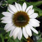 Fresh Pow Wow White Echinacea Coneflower 100 Seeds 2 layer of white outer petals