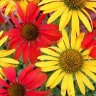 Fresh Mixed Yellow Red Rose Red Echinacea Coneflower 100 Seeds