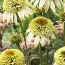 Fresh Coconut Lime Echinacea 100 Seeds