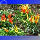 Fresh 100% Genuine Capsicum Dream Sally Pepper 15 seeds colorful vegetables
