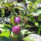 Fresh 100% Genuine Pretty Purple Chilli Pepper 15 seeds hot pepper capsicum seed