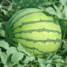 Fresh Rare Blue Watermelon Sweet Fruits 20 Seeds juicy hybrid fruits TS219T