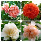 Fresh 4 Types of Plicated Pomegranate Flowers 20 Seeds Pink Red White Rose Red Flowers