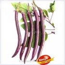 Fresh Hangzhou Purple Red Egg Seeds 100 Seeds Simple pack Hybrid F1 TS202T