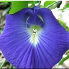 Fresh 100PCS clitoria ternatea Ethnic aparajita Butterfly Pea Flower Seeds