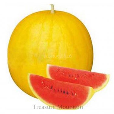 Fresh Hybrid Yellow Peel Red Watermelon Seeds 10 Seeds 12% Sugar Contained