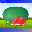 Fresh Super Green Oval Shape Red Watermelon Seeds 10 Seeds
