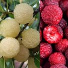 Fresh Waxberry Mixed Seeds