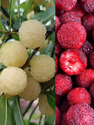 Fresh Waxberry Mixed Seeds