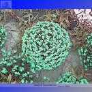 Fresh the Himalayas Green Ball Flax Seeds 50 Seeds / Pack Perennial Flower Seeds