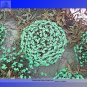Fresh the Himalayas Green Ball Flax Seeds 50 Seeds / Pack Perennial Flower Seeds