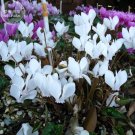 Fresh Cyclamen Hederifolium White Flower Seeds professional pack 6 Seeds flowers
