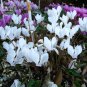 Fresh Cyclamen Hederifolium White Flower Seeds professional pack 6 Seeds flowers