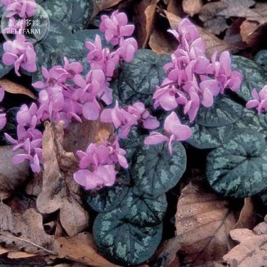 Fresh Purple Cyclamen Coum Seeds professional pack 6 Seeds big compact flowers