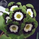 Fresh Primula Auricula Psyche professional pack 15 Seeds TS315T