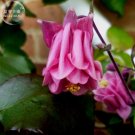 Fresh Burnished Rose Pink Aquilegia Columbine seeds professional pack 50 Seeds