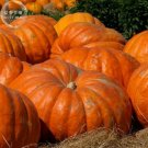 Fresh Giant Pumpkin Seeds professional pack 5 Seeds heirloom ornamental vegetable