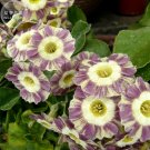 Fresh Primula Auricula Handsome Lass professional pack 15 Seeds TS314T