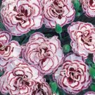 Fresh Dianthus Grans Favourite Pinks Perennial Plug s 200 Seeds big double flowers