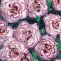 Fresh Dianthus Grans Favourite Pinks Perennial Plug s 200 Seeds big double flowers