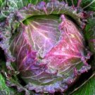 Fresh Cabbage January King Seeds 150 Seeds heirloom green rose pink vegetable
