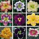 Fresh Hybrid Daylily Flowers Mixed Seeds