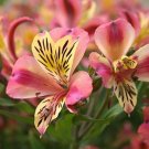 Fresh Rare Alstroemeria ‘Tricolor’ Peruvian Lily Seeds