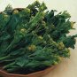 Fresh Broccoli Early White Sprouting Green Vegetable Seeds 120 Seeds