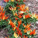 Fresh Heirloom Medusa Pepper Capsicum annuum 20 Seeds colorful peppers