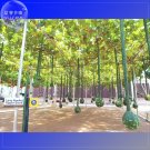 Fresh Long Handle Dipper Gourd 10 seeds interesting gourd