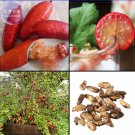 Fresh Ice Pink Finger Fruit Lime 20 Seeds Professional Pack garden fruit s TS359T
