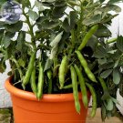 Fresh Masterpiece Green Broad Bean 5 Seeds Professional Pack tasty bean vegetables