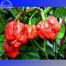 Fresh Trinidad Scorpion Pepper 20 Seeds BUTCH Worlds Hottest Chilli Seeds