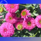 Fresh Imported Piccolino Bear Echinacea 100 Seeds pink color big blooms