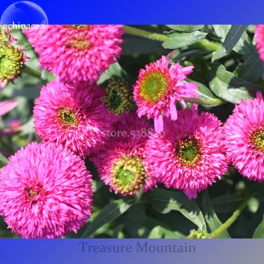 Fresh Imported Piccolino Bear Echinacea 100 Seeds pink color big blooms