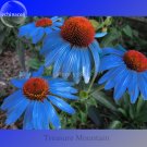 Fresh Yangko Light Blue Echinacea purpurea 100 Seeds blue petals