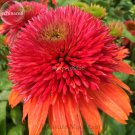 Fresh Double Scoop Orangeberry Echinacea 100 Seeds rose reds long blooming coneflowers
