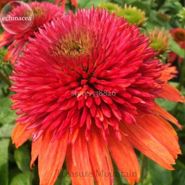 Fresh Double Scoop Orangeberry Echinacea 100 Seeds rose reds long blooming coneflowers