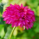 Fresh Pink Poodle Echinacea Purpurea 100 Seeds big blooms double coneflowers