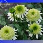 Fresh  Honeydew Cluster Green Echinacea 100 Seeds big blooms lovely coneflowers