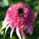 Fresh Heirloom Razzmatazz Echinacea 100 Seeds big blooms pink coneflowers TS254T