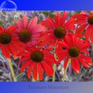 Fresh Sprite Fire Red Echinacea 100 Seeds big petals with small heart coneflowers