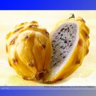 Fresh Heirloom Yellow Dragon Fruit Hybrid Pitaya Seeds