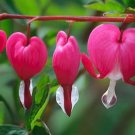 Fresh Dicentra Spectabilis Pink Seeds
