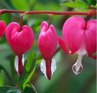 Fresh Dicentra Spectabilis Pink Seeds