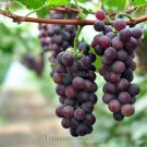 Fresh Mixed 6 Varieties of Grape Seeds 15 seeds Vinifera Delicious Fresh Fruit