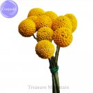 Fresh Craspedia Billy Balls Yellow Flower 10 Seeds golden ball cut flowers TS242T