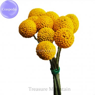 Fresh Craspedia Billy Balls Yellow Flower 10 Seeds golden ball cut flowers TS242T