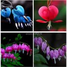 Fresh Lamprocapnos spectabilis Mixed Bleeding Heart Flower 5 seeds Blooms Ornament