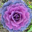 Fresh Brassica Oleracea Mixed Kale 30 Seeds Cabbage White Red Purple Colors